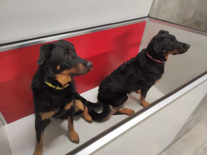 La petite pension de W&eacute;pion