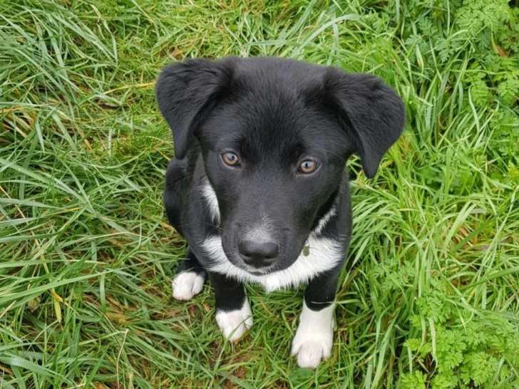 Une Chance O' Chiens