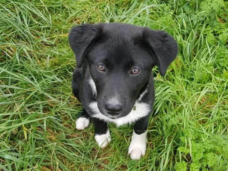 Une Chance O' Chiens