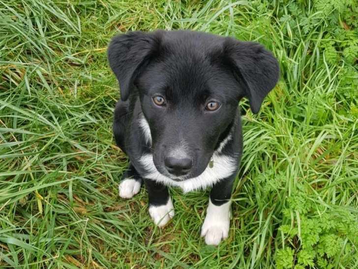 Une Chance O' Chiens