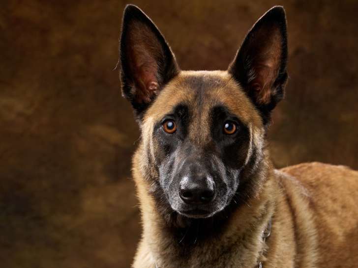 Malinois du Roc Trou&eacute;