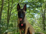 Malinois du Roc Trou&eacute;