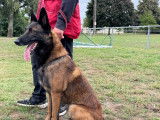 Malinois du Roc Trou&eacute;