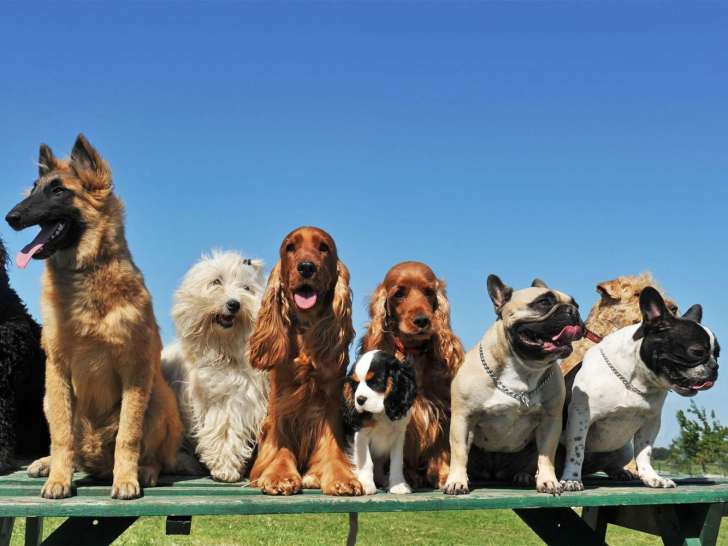 Centre Canin La Grignande