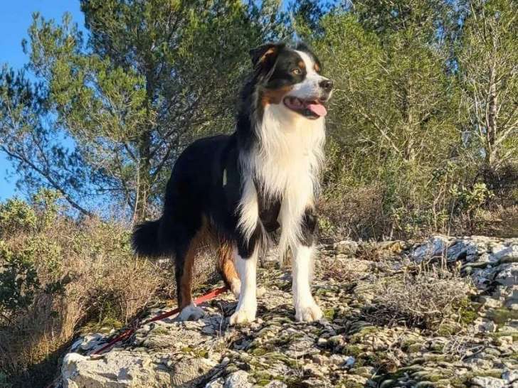 Lumi&egrave;re Canine