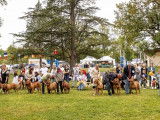 Société des Amateurs du Dogue de Bordeaux (SADB)