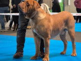 Société des Amateurs du Dogue de Bordeaux (SADB)