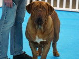 Société des Amateurs du Dogue de Bordeaux (SADB)