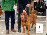 Société des Amateurs du Dogue de Bordeaux (SADB)