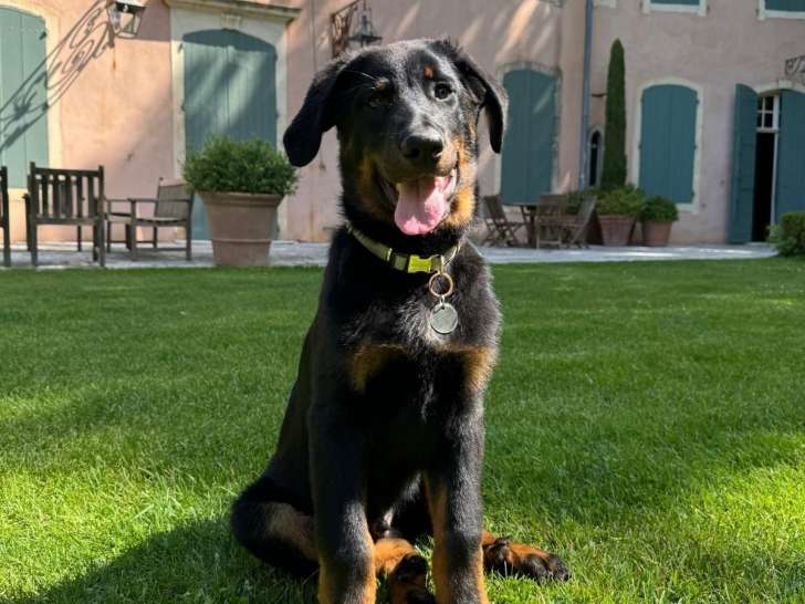 Agathe & Canid&eacute;s