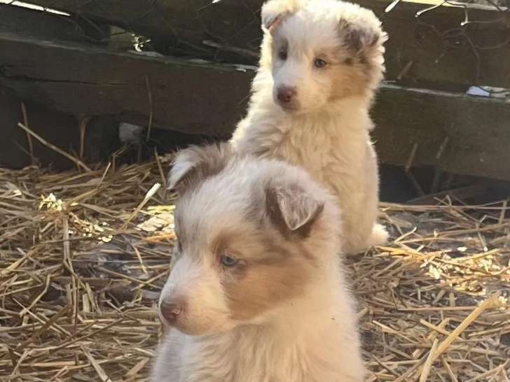 Les Bergers du Touzet