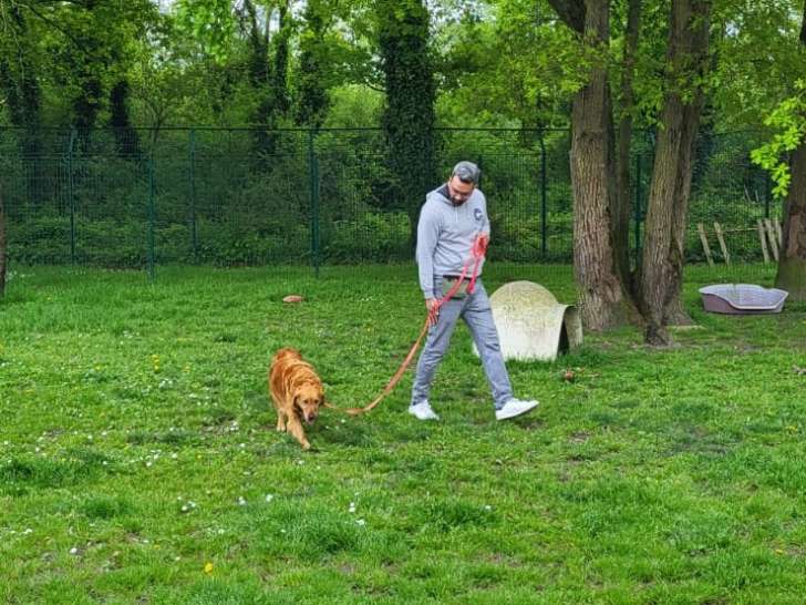 S&eacute;ance d'&eacute;ducation canine avec un chien de refuge