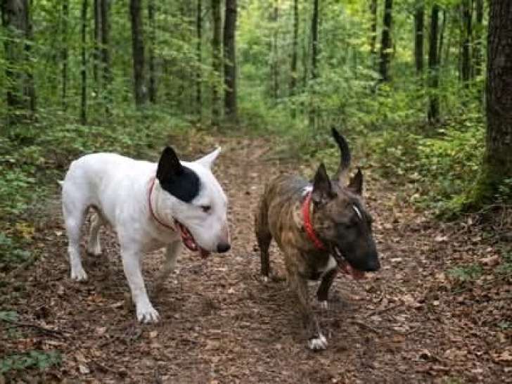 Jojo bull terrier miniature