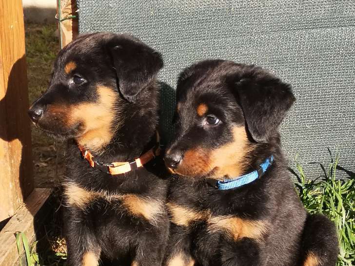 Des Bergers De La Croix