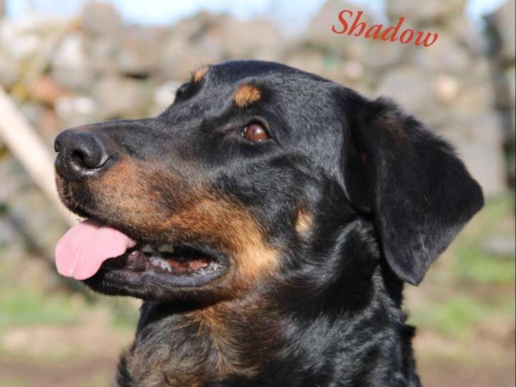 Des Bergers de la Croix