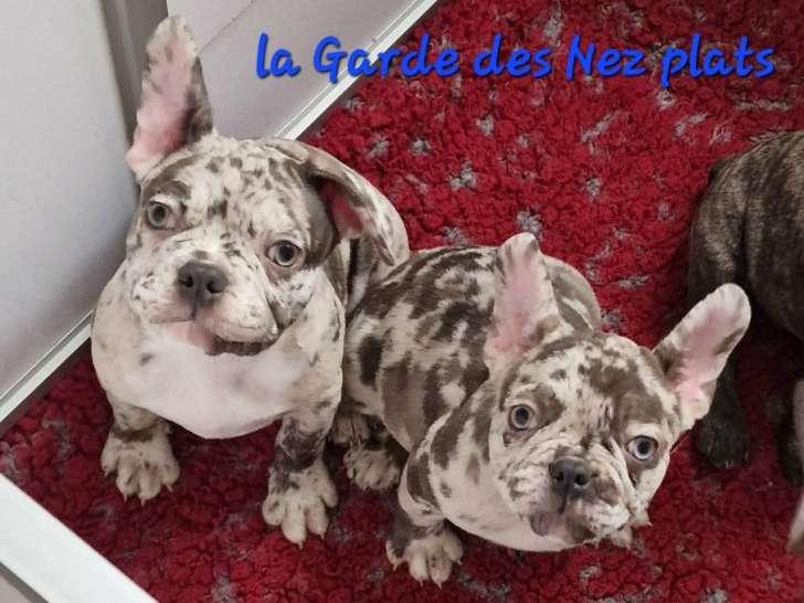 La Garde des Nez Plats