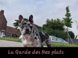 La Garde des Nez Plats