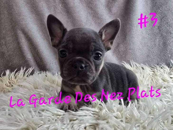 La Garde des Nez Plats