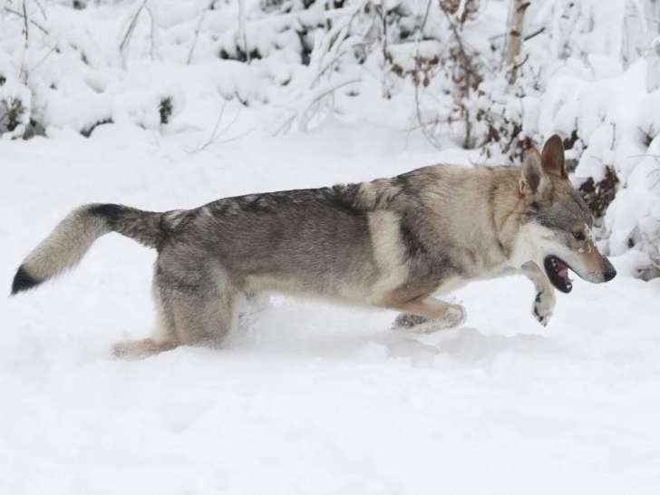 (FR) Vivre avec son chien-loup tchécoslovaque en Belgique. Comprendre cette race fascinante, ses besoins, son histoire de sélection toujours active aujourd'hui. Accompagner éleveurs, futurs éleveurs et adoptants. Telles sont les missions de notre club de race. Venez rencontrer nos chiens et pourquoi pas vous inscrire chez nous afin de vivre ensemble cette aventure avec cette race unique. (NL) Leven met uw Tsjechoslowaakse wolfshond in België. Inzicht krijgen in dit fascinerende ras, zijn behoeften en zijn selectiegeschiedenis die vandaag de dag nog steeds voortduurt. Fokkers, toekomstige fokkers en adoptanten begeleiden. Dat zijn de missies van onze rasvereniging. Kom onze honden ontmoeten en schrijf u bij ons in om samen dit avontuur met dit unieke ras te beleven.
