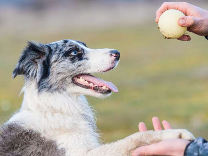Centre R&eacute;gional Canin Carchon