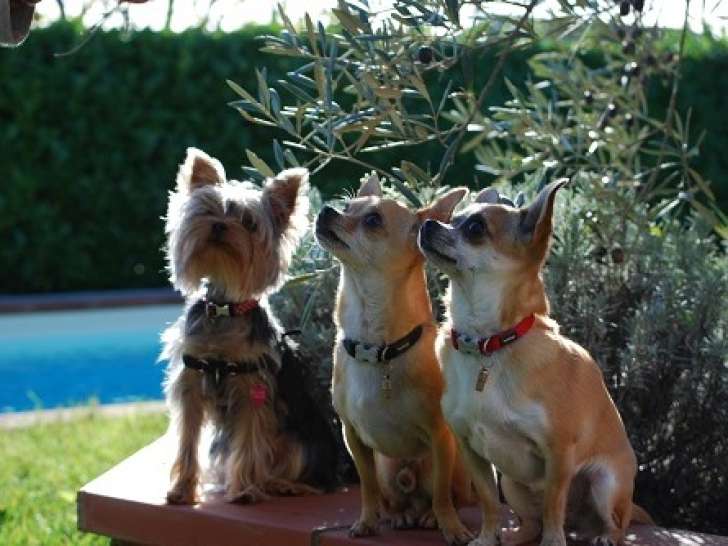 La Compagnie des Chiens