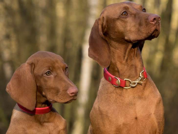 RespectDogs Toulouse