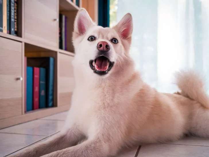 Passionnément chien