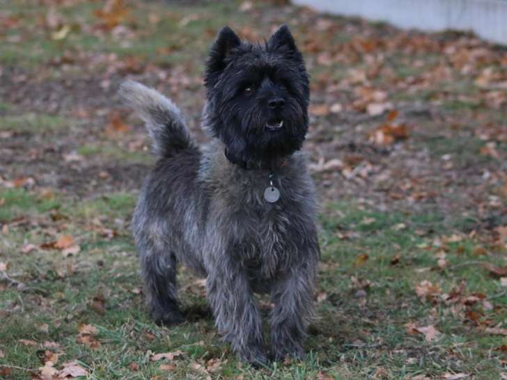 Elevage Quentin's Touch