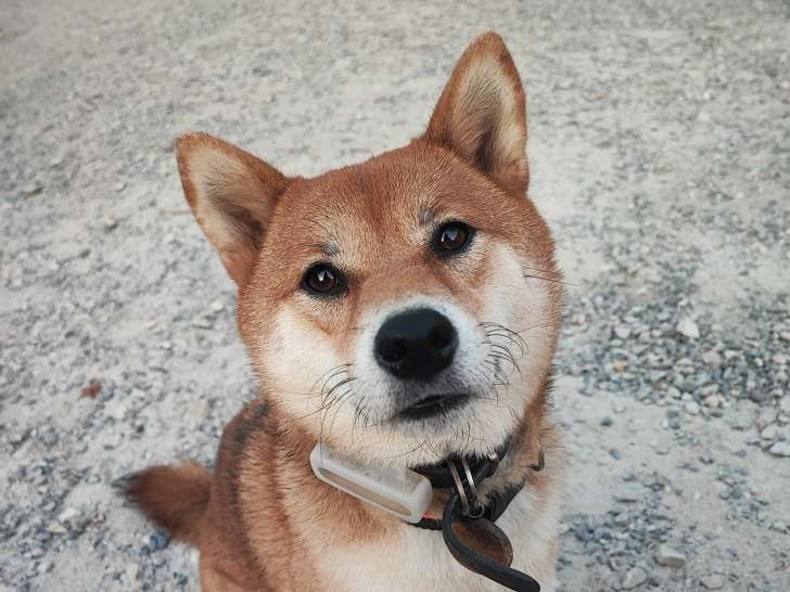 Bien dans nos pattes