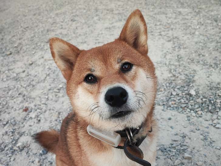 Bien dans nos pattes