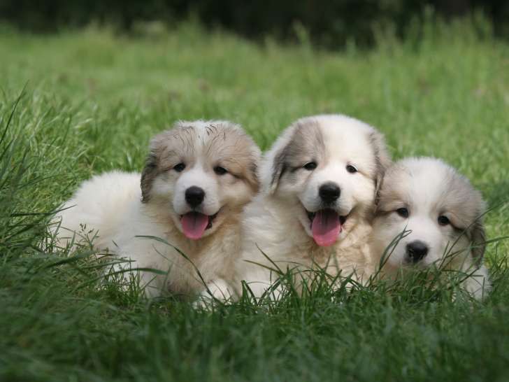 École et Centre de formation canin du Grand Sud