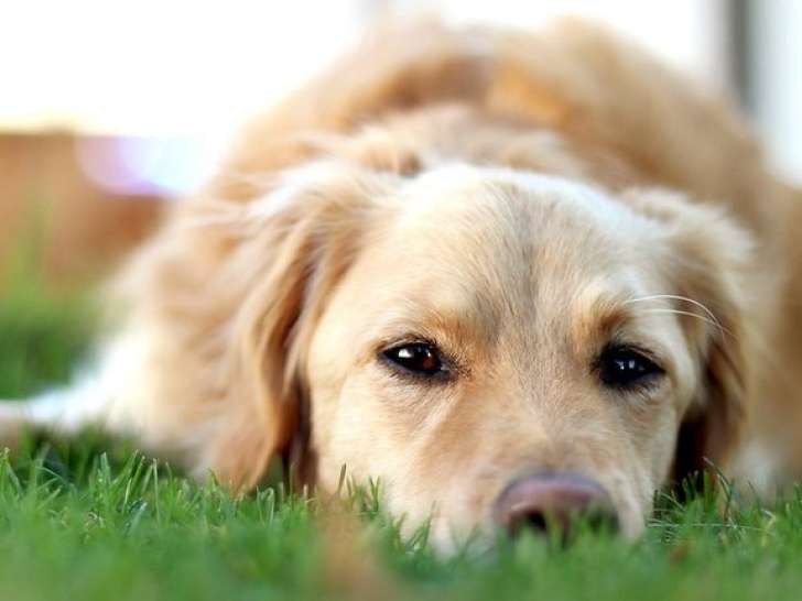 Vivre Avec Son Chien