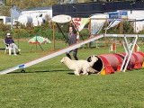 Trégueux Sport Canin