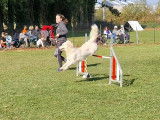 Trégueux Sport Canin