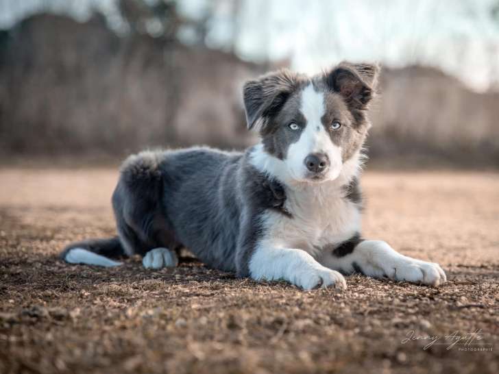 L'école des 4 pattes