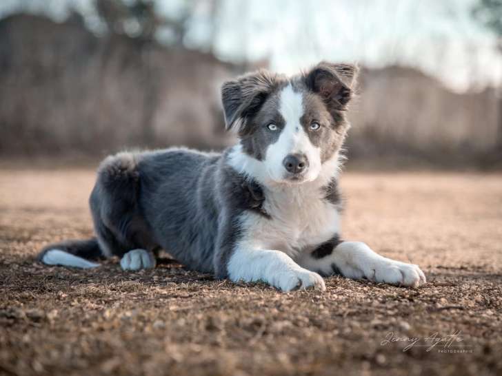 L'école des 4 pattes