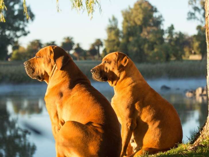 Pam's Nanny Dog & Co