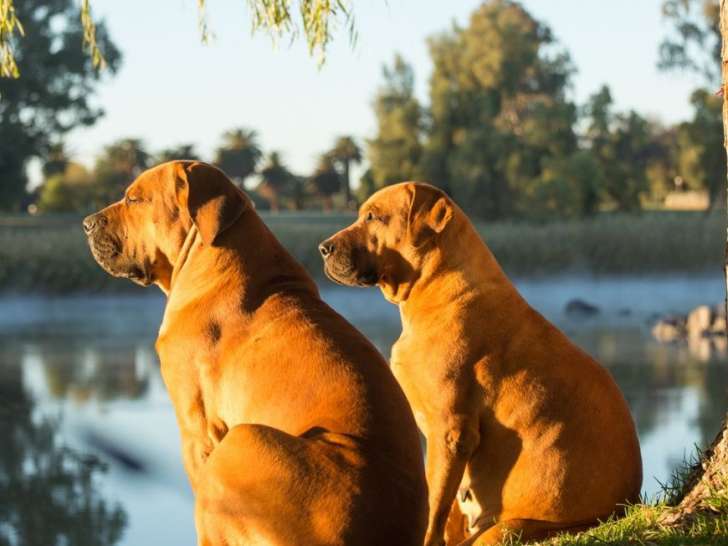 Pam's Nanny Dog & Co