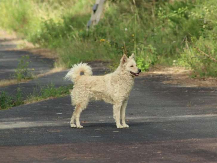 Des Loups de Saint-Benoît