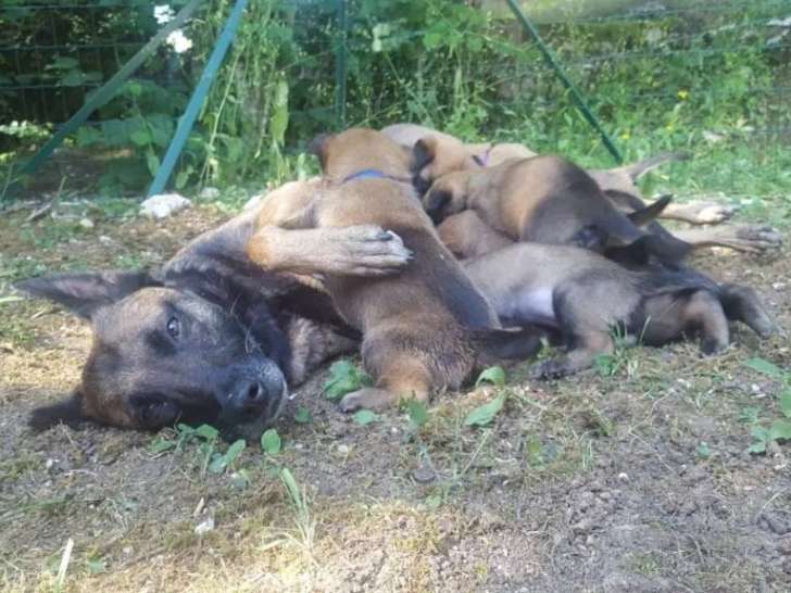 Du Chalet de la Faucille