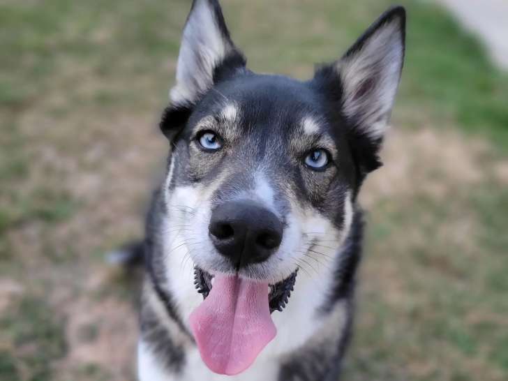 L'Académie des Chiens