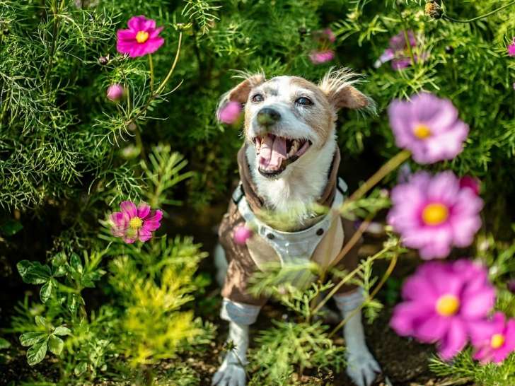 Les petites canailles