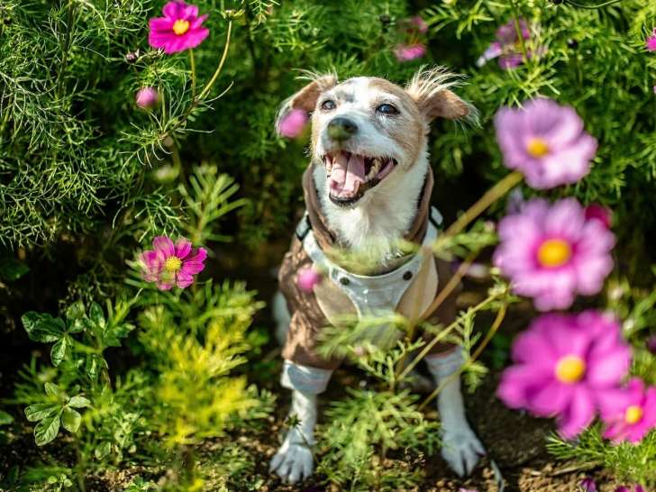 Les petites canailles