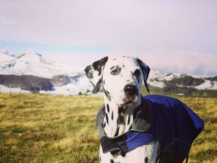 Camille Dog Training