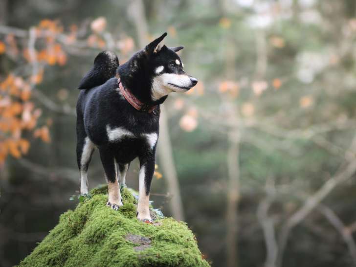 Shanny Dog Education