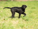 Harmonie canine bzh
