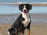 Harmonie canine bzh