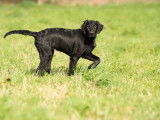 Harmonie canine bzh