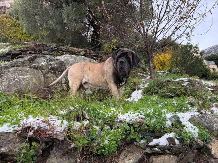 Des Gardiens de Cyrnos