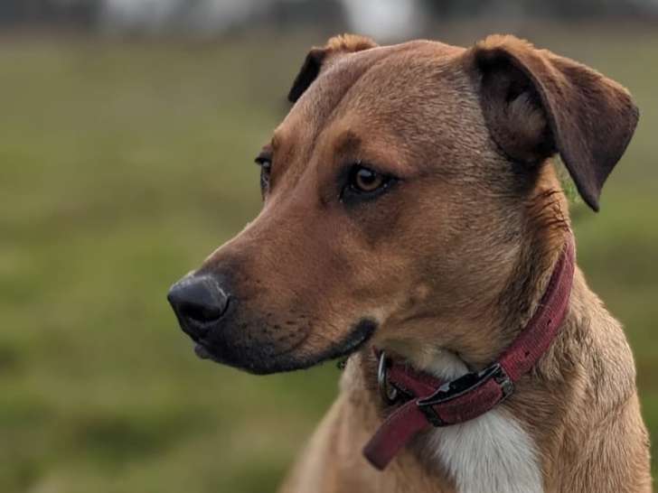 Educanine Ancenis / Saint-Herblon